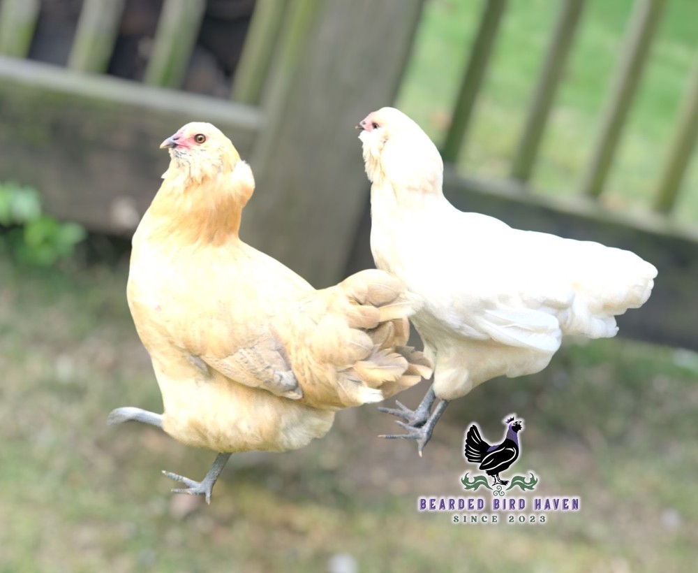 Easter Egger Hatching Eggs X6 (NPIP Certified: AI/PT Clean) + EXTRA