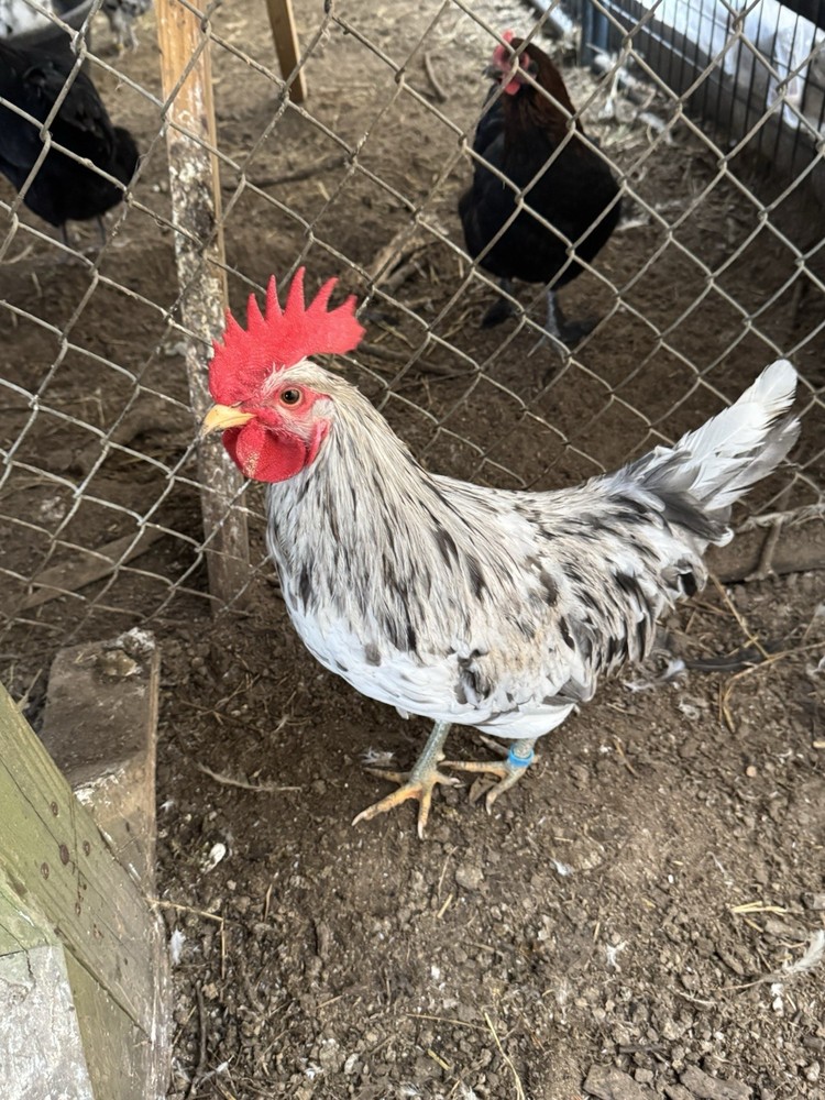 12+ Silverudd Rooster Crossed Rainbow Hatching Eggs