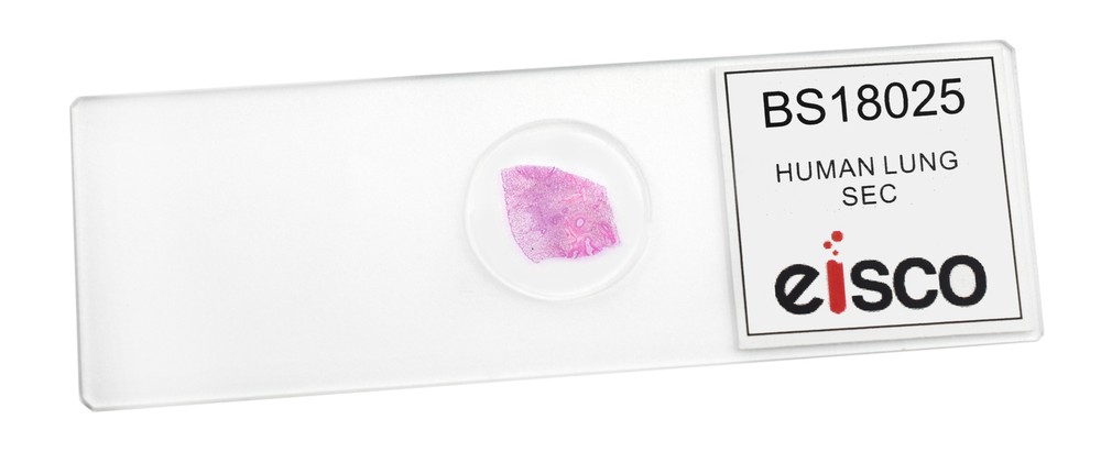 Human Lung Section - Prepared Microscope Slide - 75x25mm - Eisco Labs