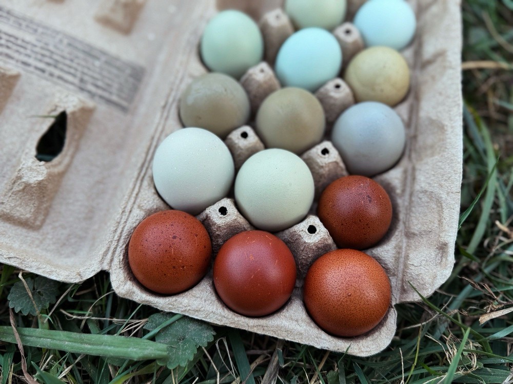 Rainbow Hatching Eggs 12+ Multi-gen Olive & Easter Egger + Black Copper Marans