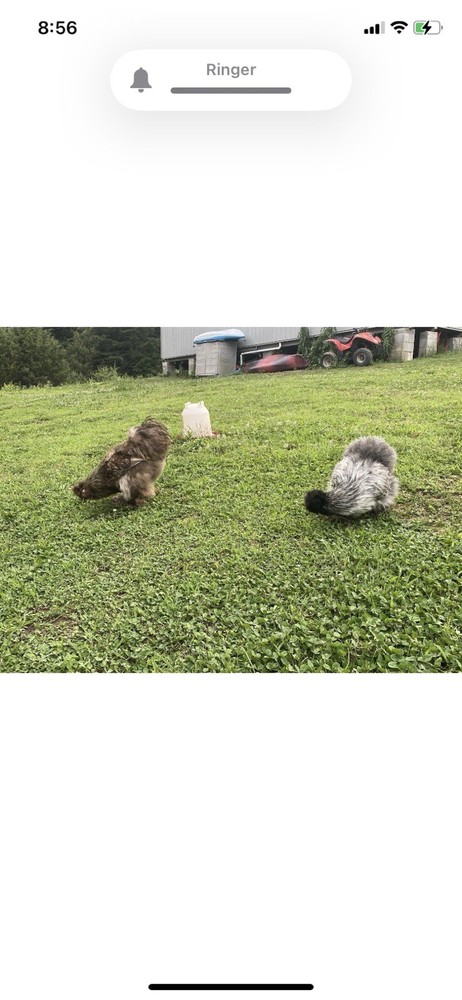 12 Bearded Silkie Hatching Eggs