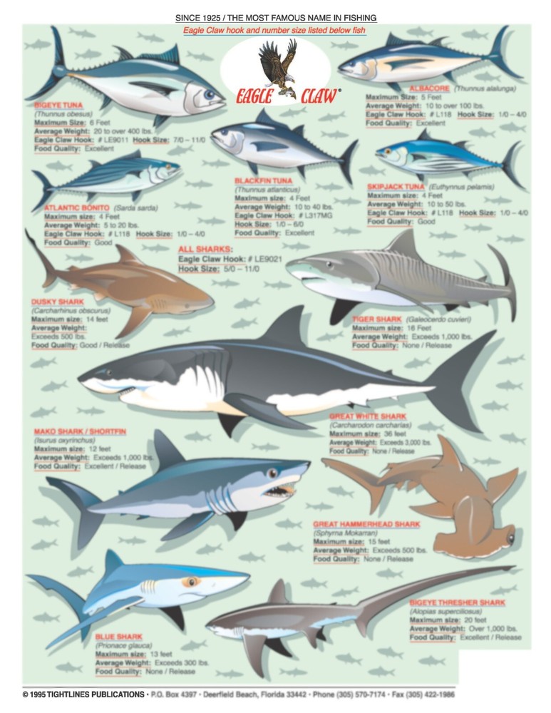 Atlantic Ocean Fish Identification #1 - Quick Reference Guide