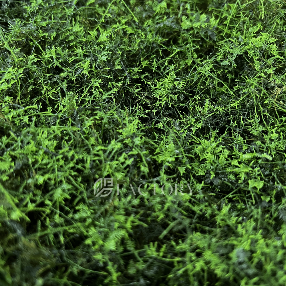 Snowflake Moss | Aquarium Plants Factory®