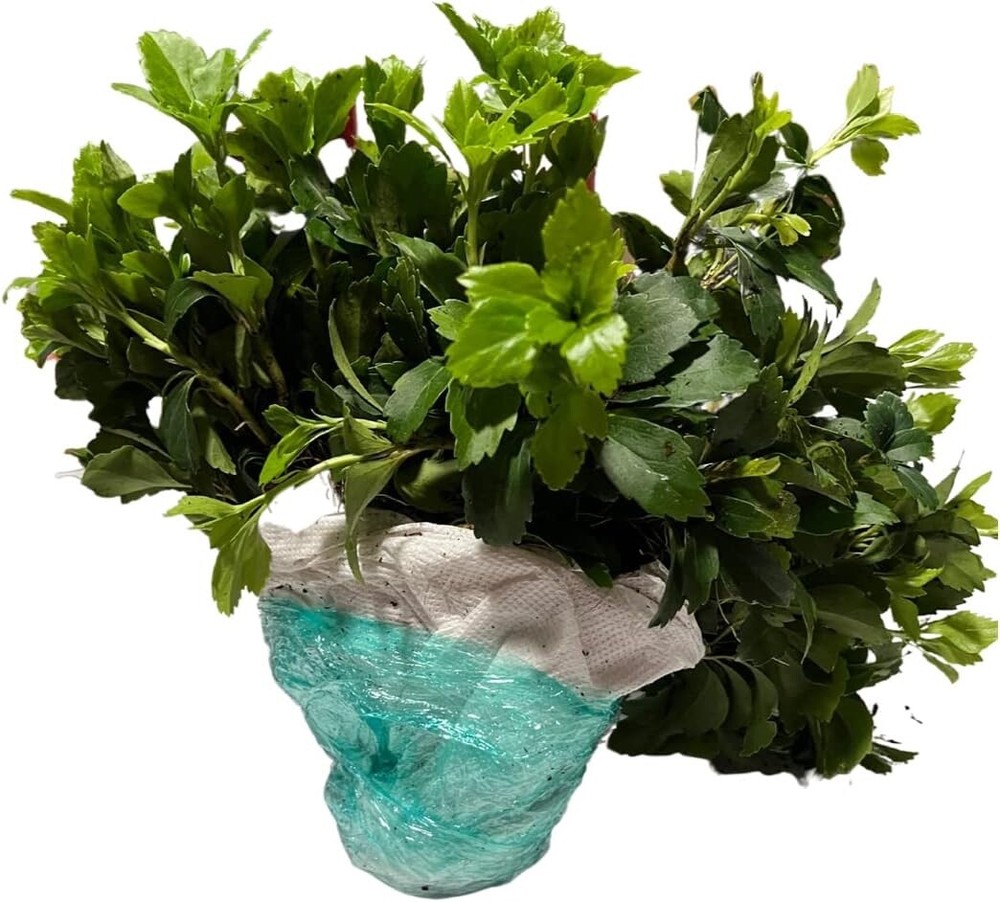 pachysandra terminalis 50 bare root plants