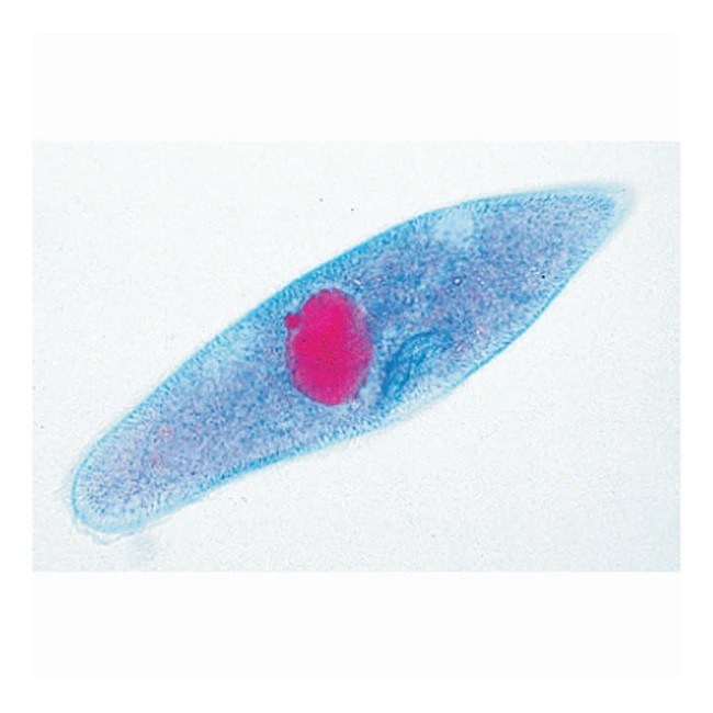 ABGIL Protozoa Slides.