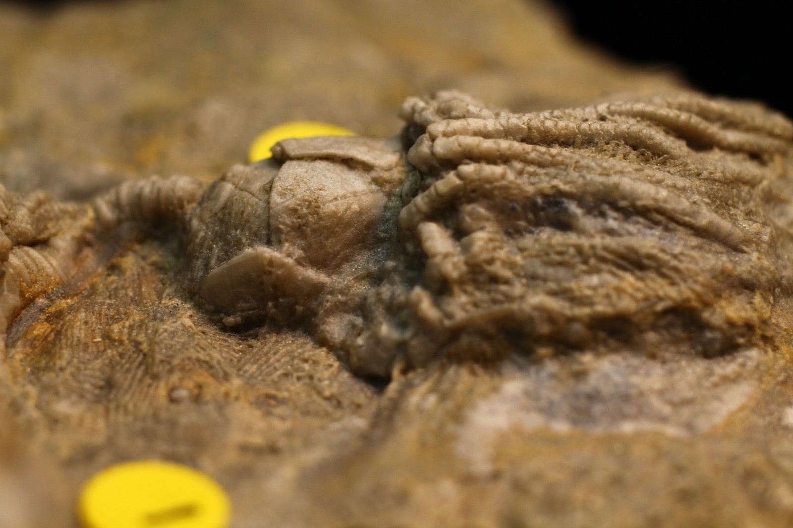 Five Different Crinoid Fossils, Franklin Co., Alabama