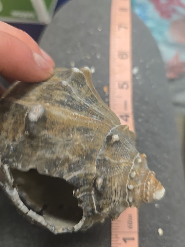 Natural Shell 6.5 Inches Long. Helmut Conch