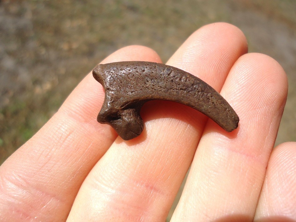 XL RAPTOR CLAW CORE FLORIDA FOSSILS ICE AGE EXTINCT TALON BONES SKELETON FL