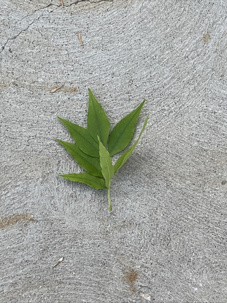 Leaf