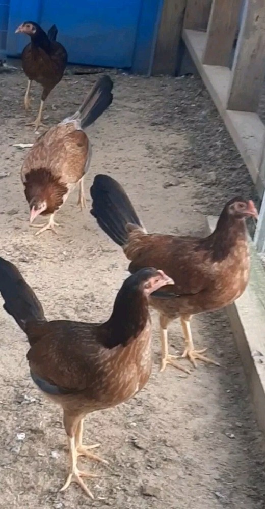 12 Chicken Hatching Eggs