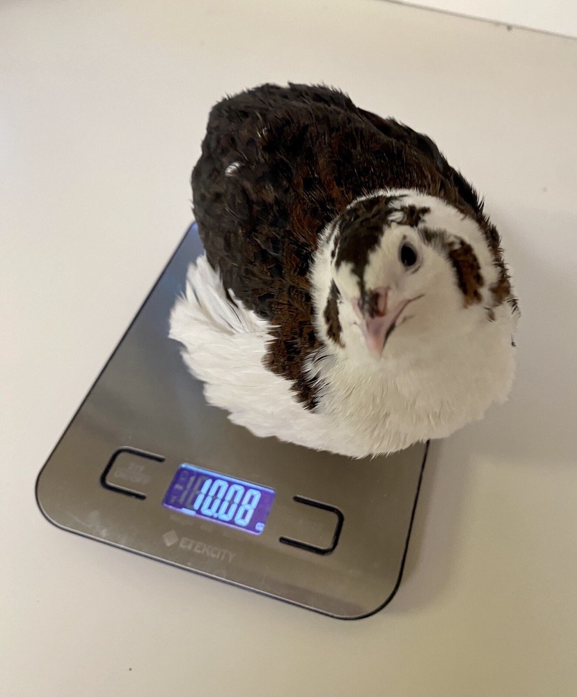 60- Celadon Quail Hatching Eggs - 100% True Blue Coturnix 🪺