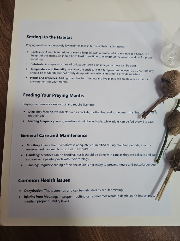 THREE PIECES LIVE PRAYING MANTIS EGG CASE OOTHECA FOR 2026 HATCHING