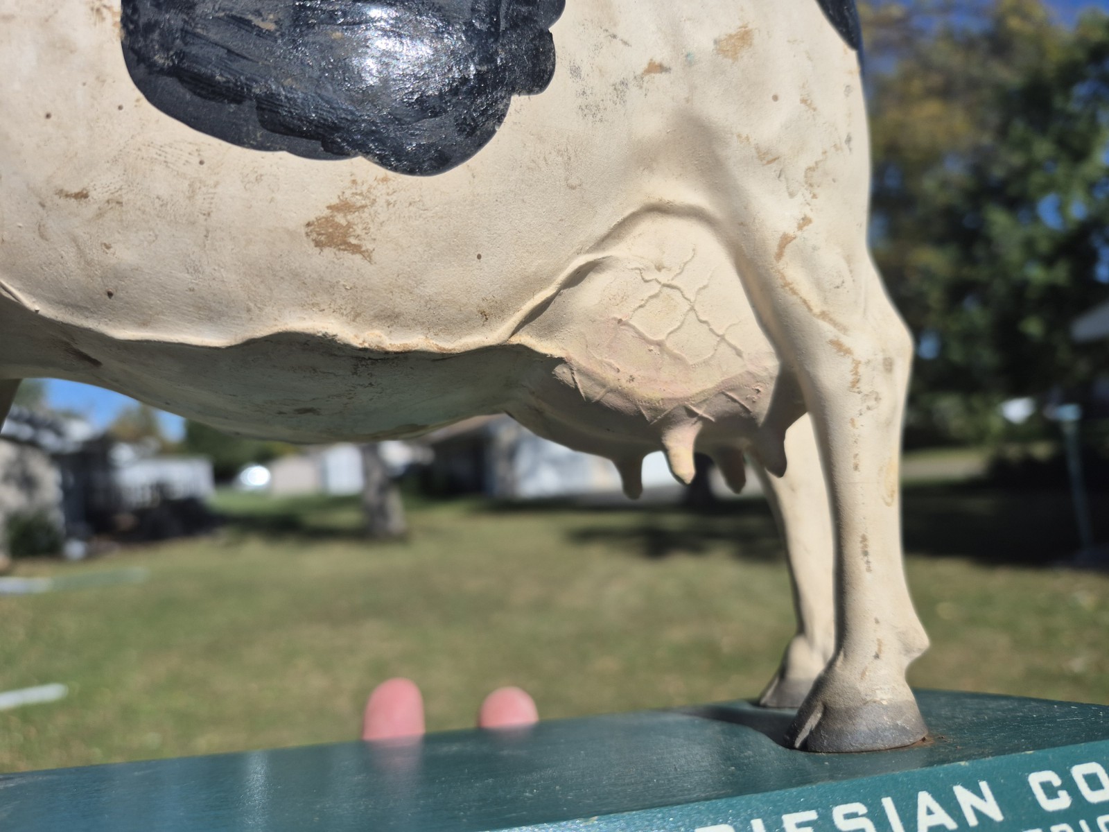 Vtg 1950s True Type Holstein Friesian Large Cow Brattleboro VT Store Display