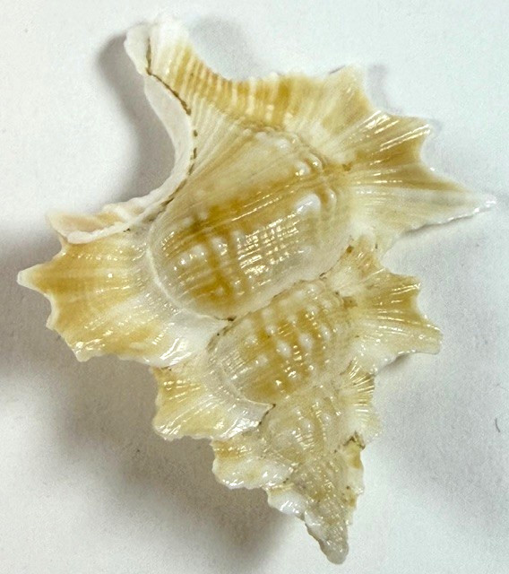 Biplex Perca 48.9mm Murex shell Indo-Pacific Collector specimen