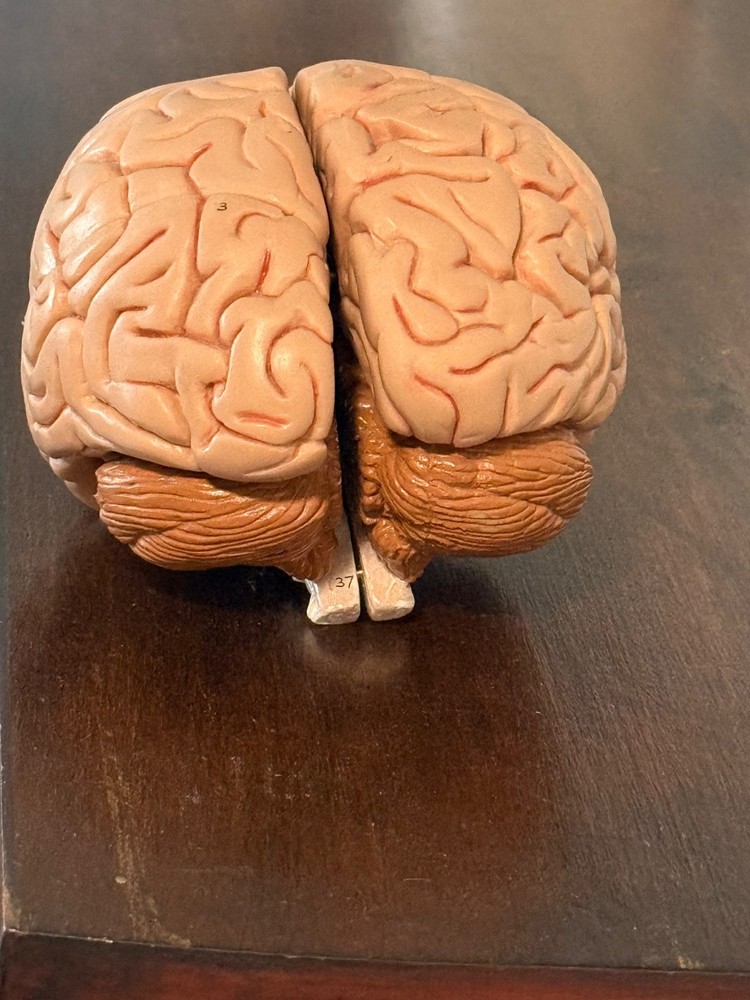 vintage anatomy model brain model 4 pieces