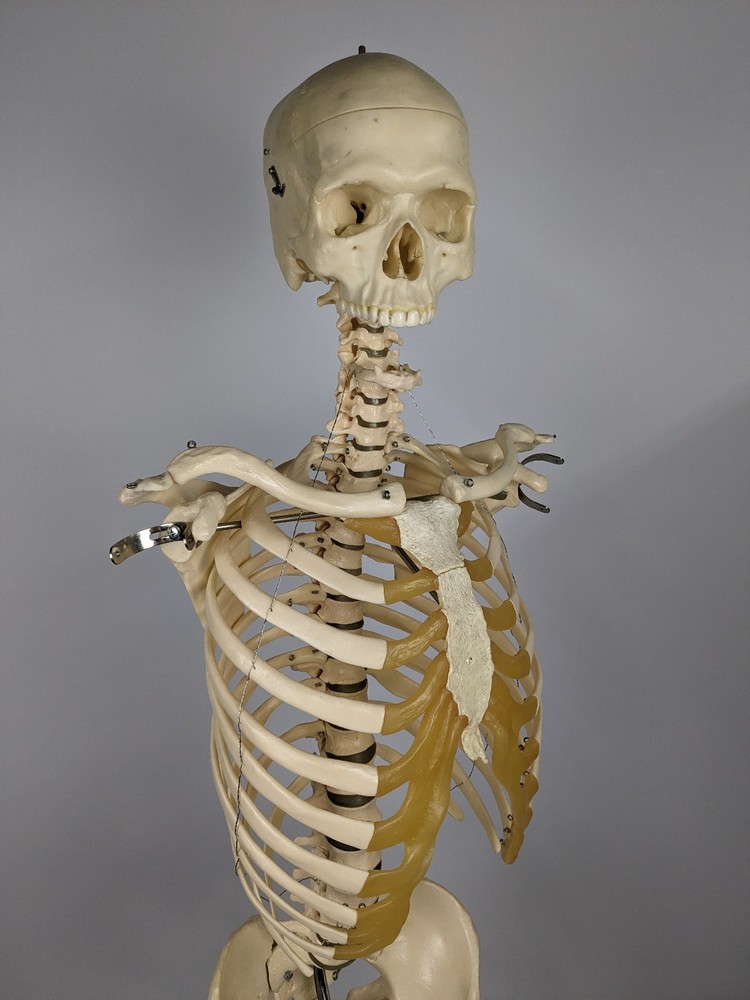 Somso Human Skeleton Anatomical Model with Rolling Stand Base