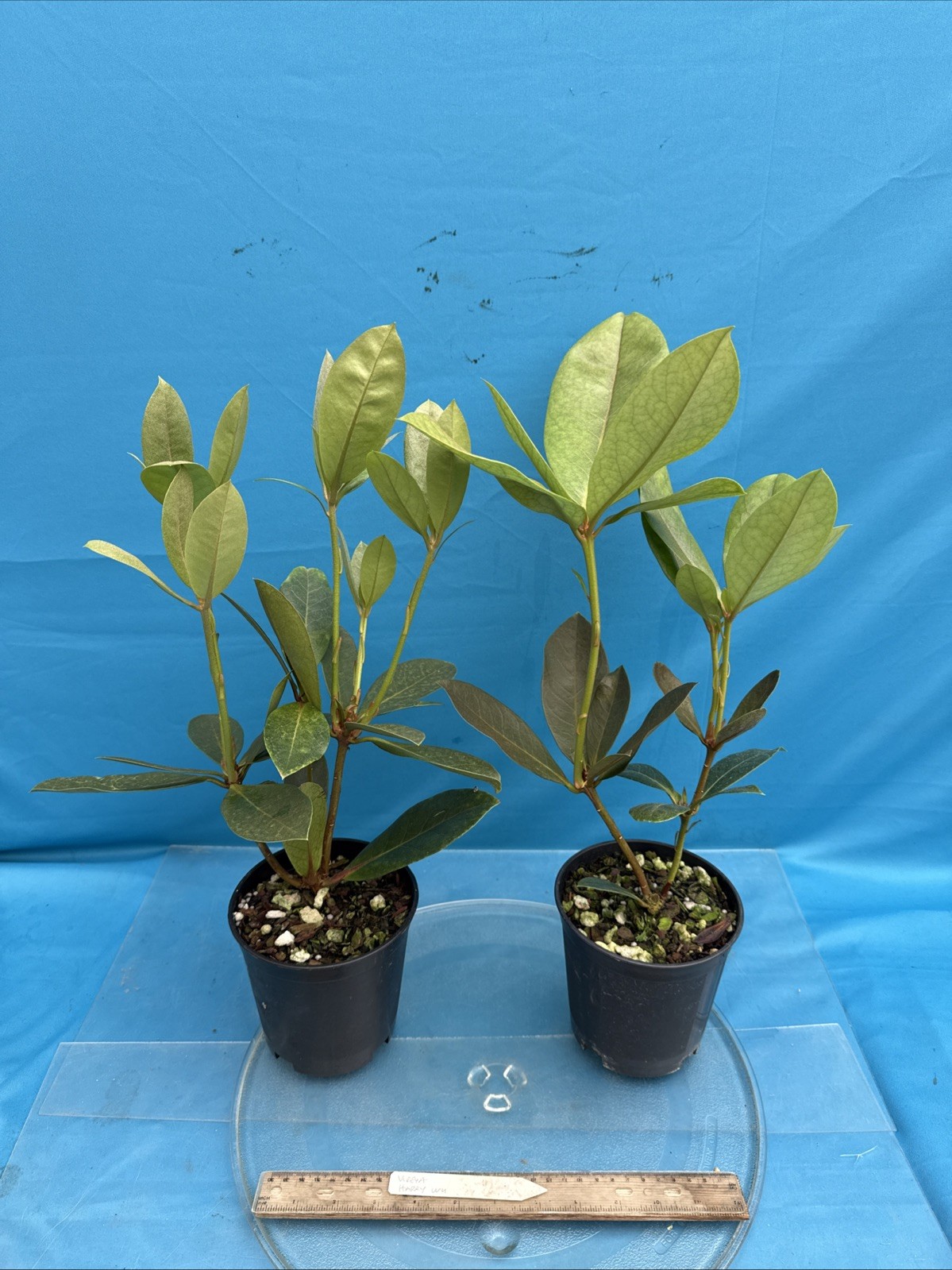 Vireya Rhododendron Harry Wu Amber Pink BS 5.5” Pot Bloom Size