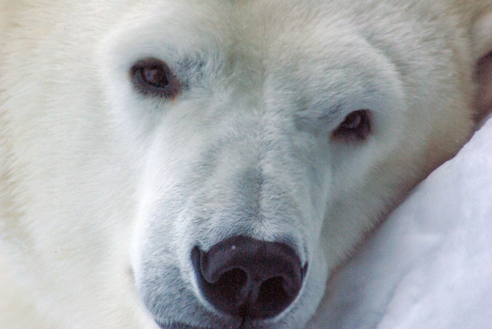 Polar Bear Taxidermy Reference Photo Cd