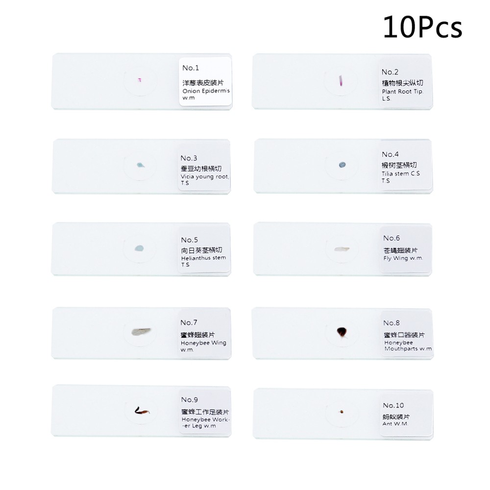 10 PCS/Set Biology Sample Specimens Microscope Prepared Specimens Slides of