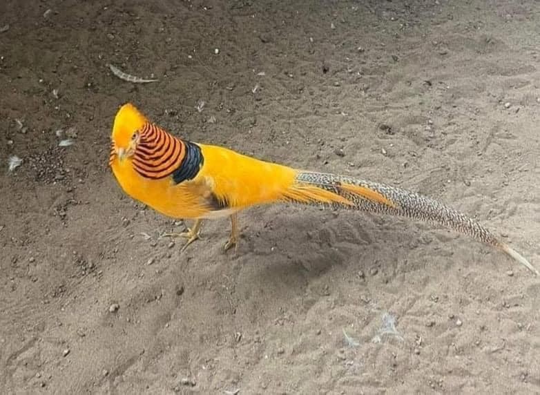 3 Yellow pheasants hatching eggs