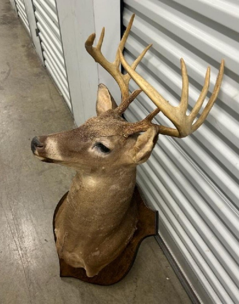 White Tail Deer 10 Pt 158.58 Class