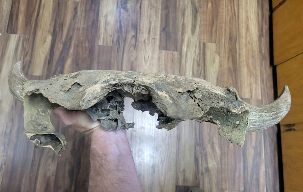 Bison Skull cap real historic buffalo skull