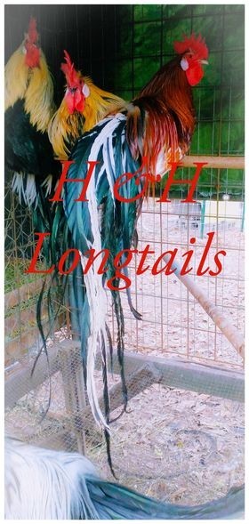 6+ Assorted color Phoenix longtail Chicken hatching eggs L@@K!