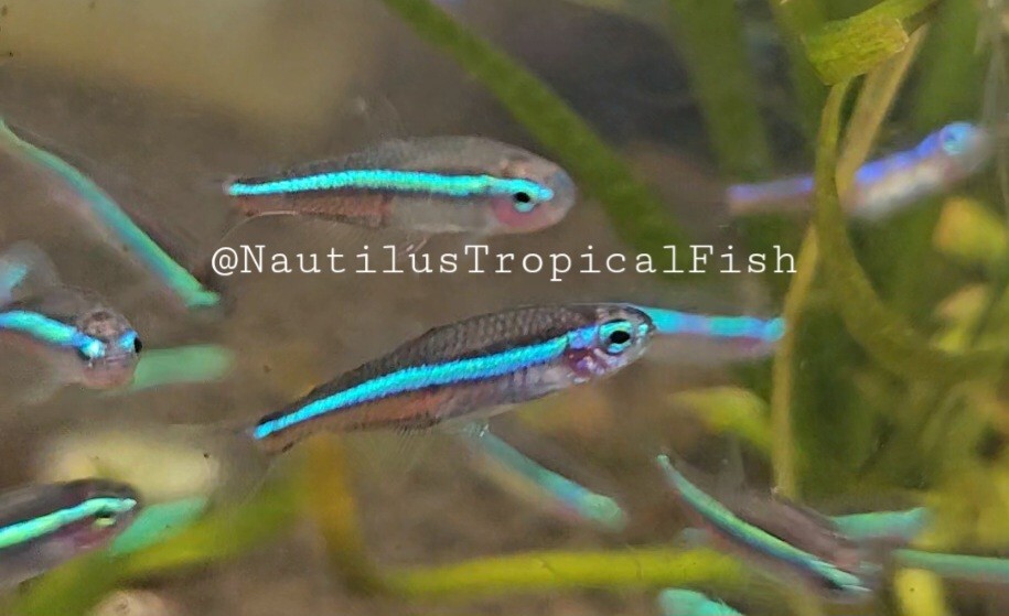 Healthy Green Neon Tetras - Peaceful and Vibrant - Perfect for Community