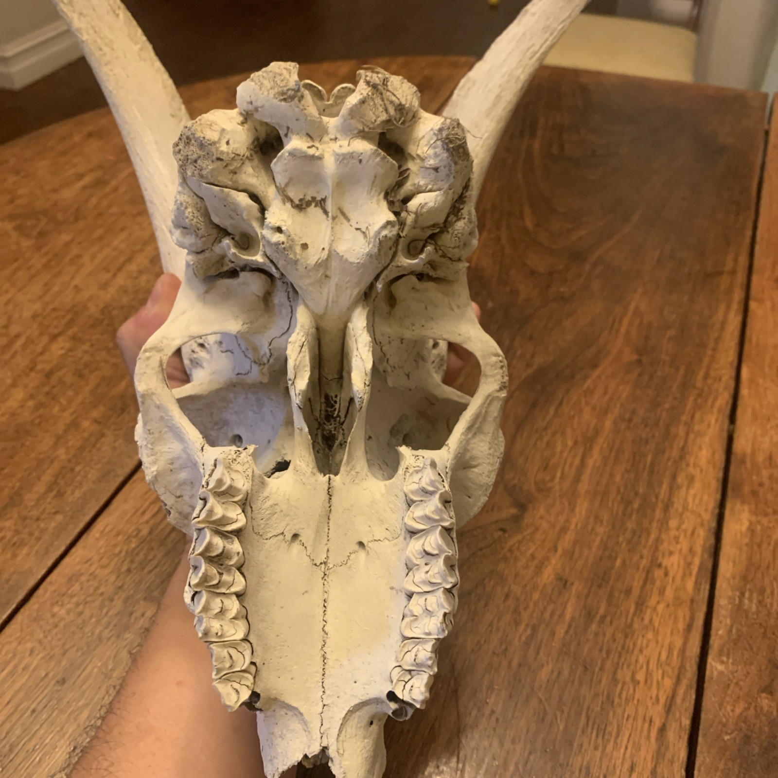 Large Authentic Goat Or Ram Skull - Taxidermy - Clean - Oddities Friendly
