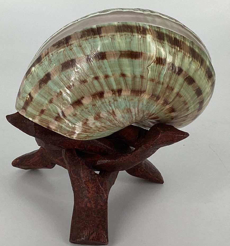 Green Turban Shell From Madagascar