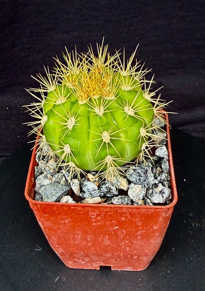 Gymnocalycium chacoense, cactus plant