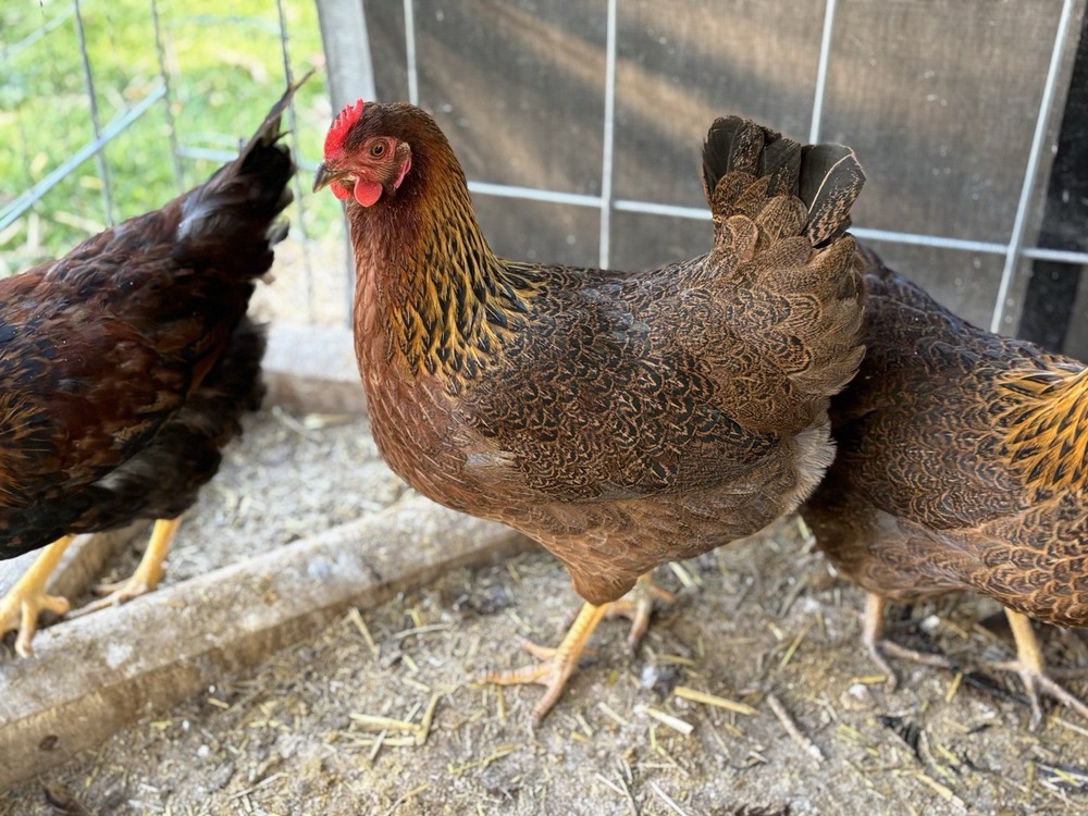 Welsummer hatching eggs (12 Eggs)