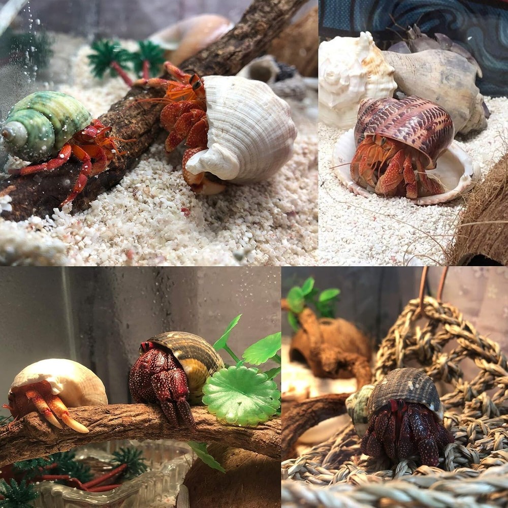 6 PCS Hermit Crab Shells Medium Large XLarge Growth Turbo Seashells