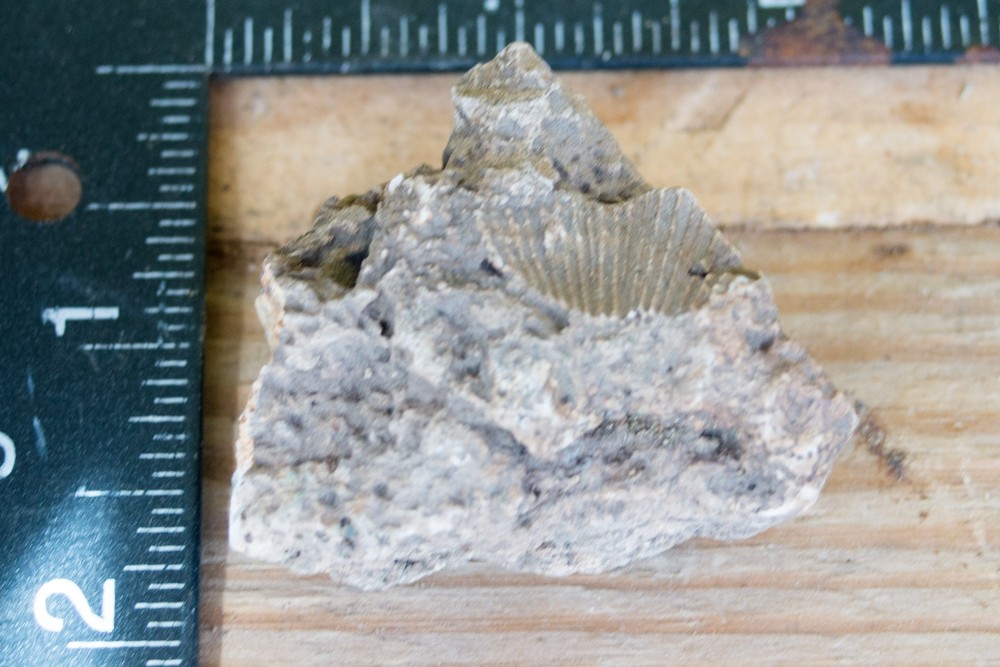 NE Oklahoma Fossil