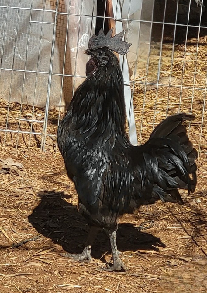 Ayam Cemani 12 Hatching Eggs – Fresh Fertile – Shipped 1–2 Days Old