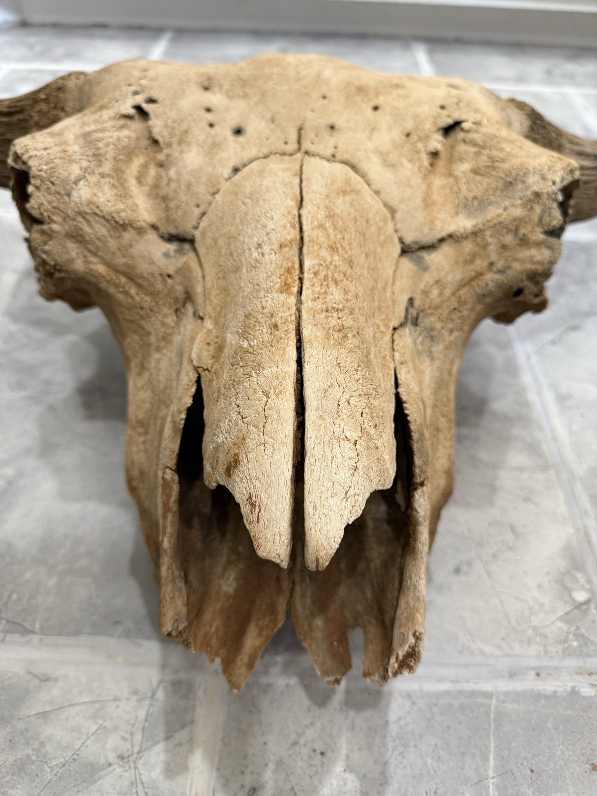 Bison Skull real historic buffalo skull river find
