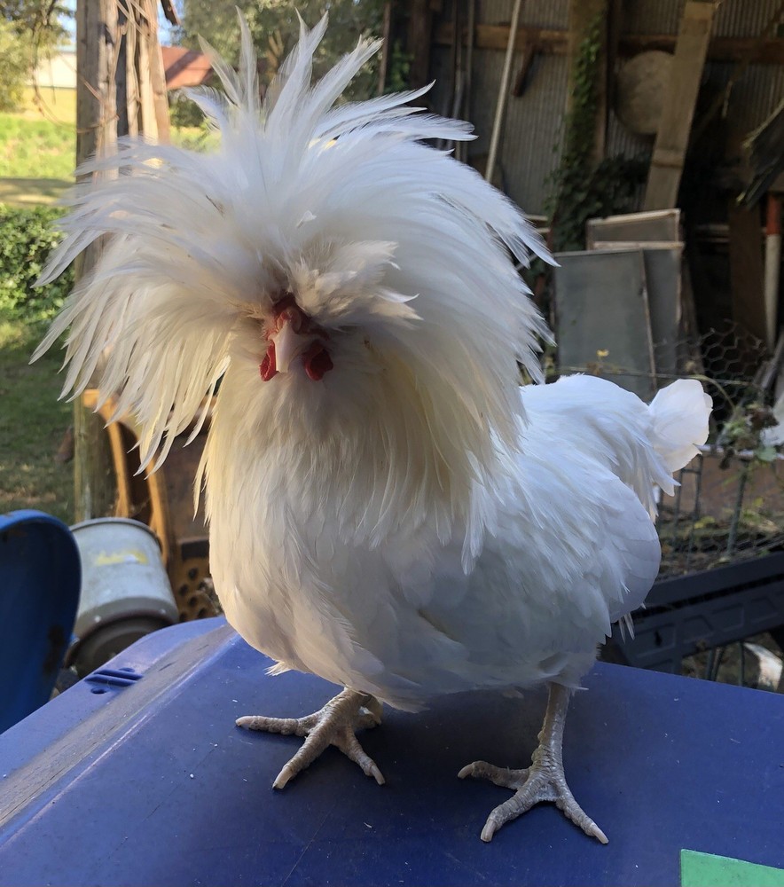 White Polish Frizzle Bantam Hatching Eggs 15+NPIP