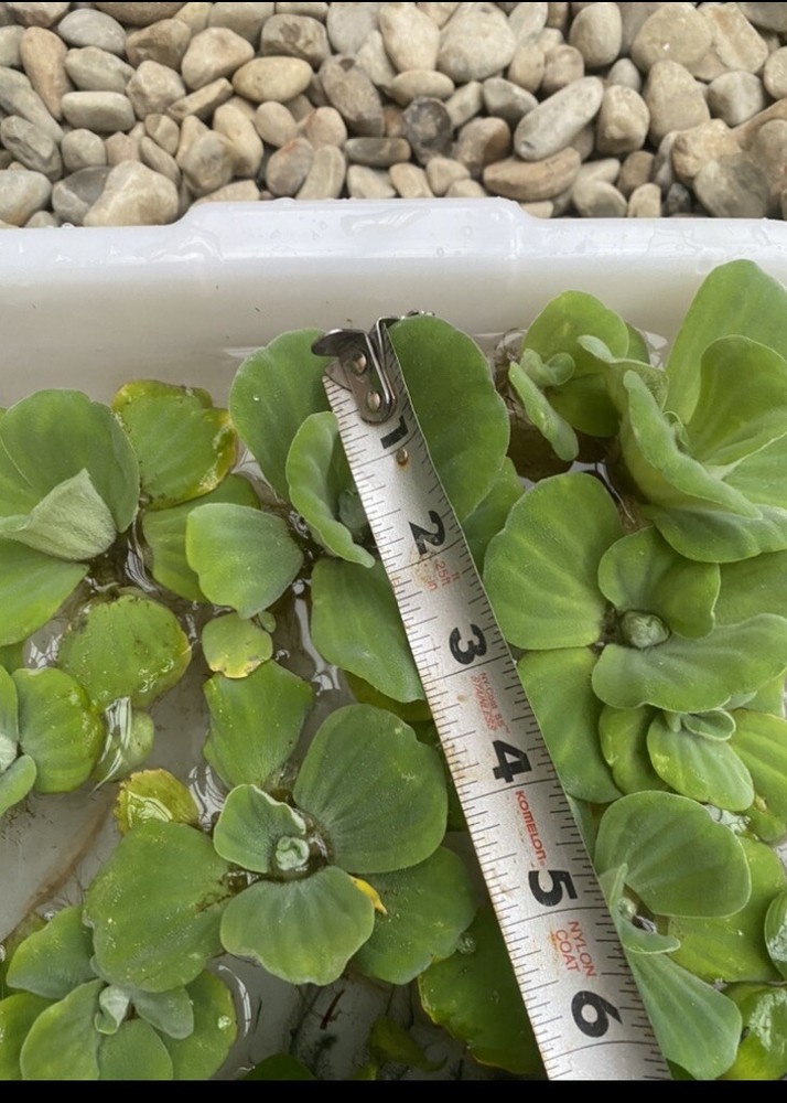 (15) Water Lettuce Koi Pond Floating Plants Rid Algae Medium Small 2-4” Grows 8+