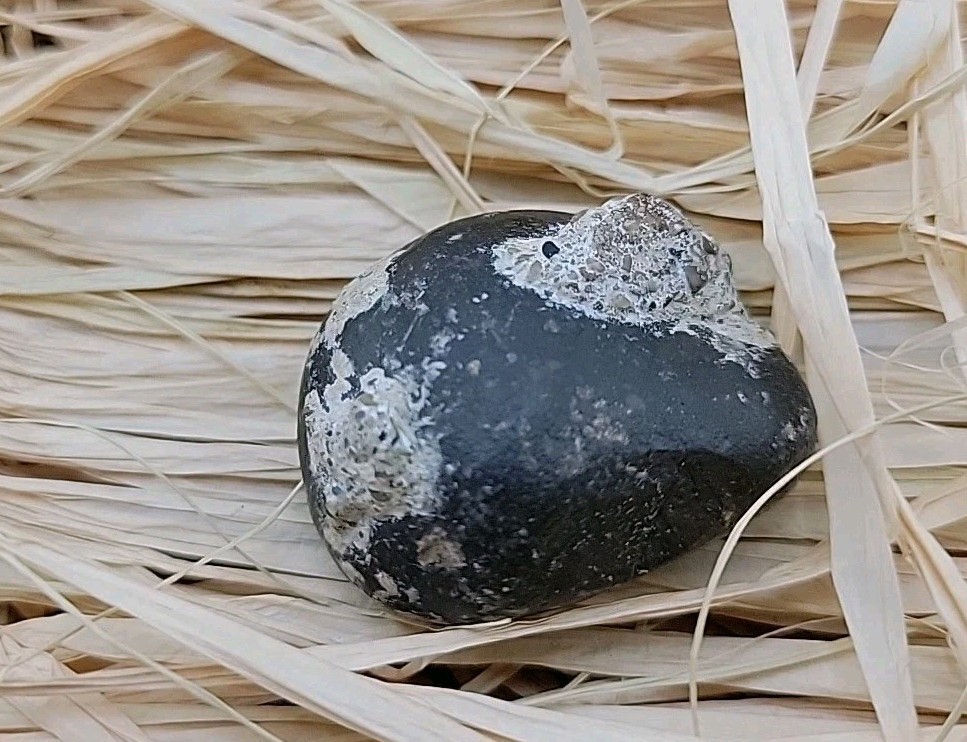 Real Permineralized Reptile Egg Fossil