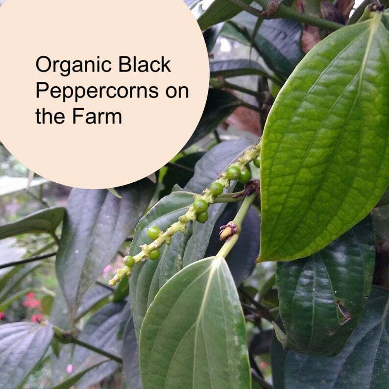 Organic Black Malabar Pepper (Whole Peppercorns)