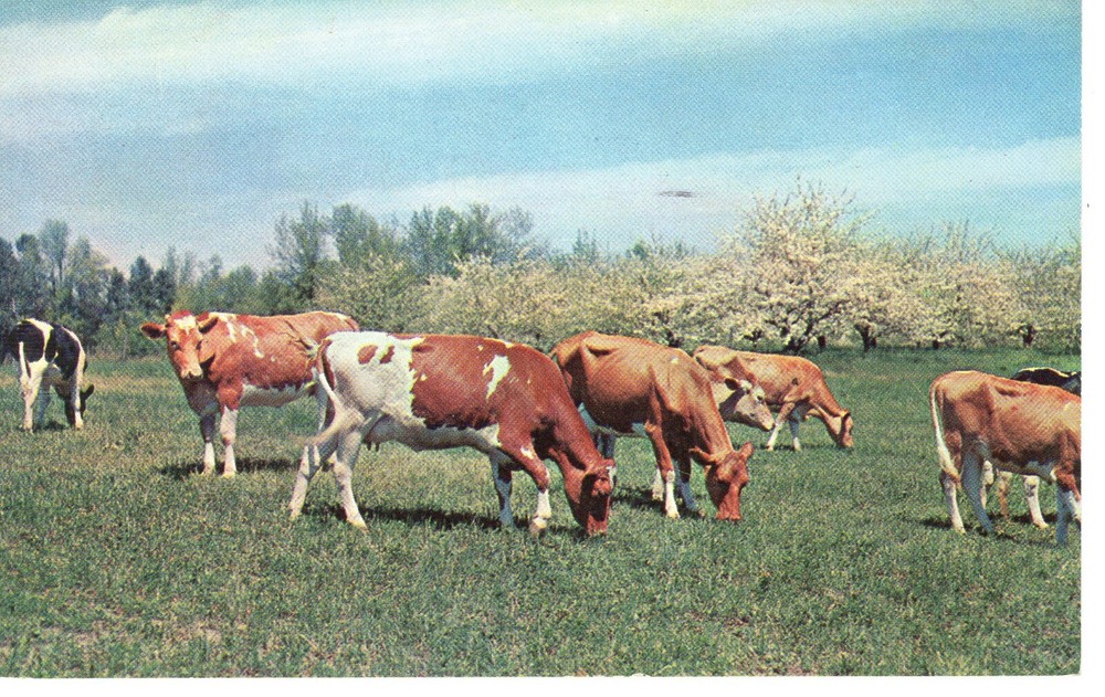 PLEASANT PASTURE - PC3605