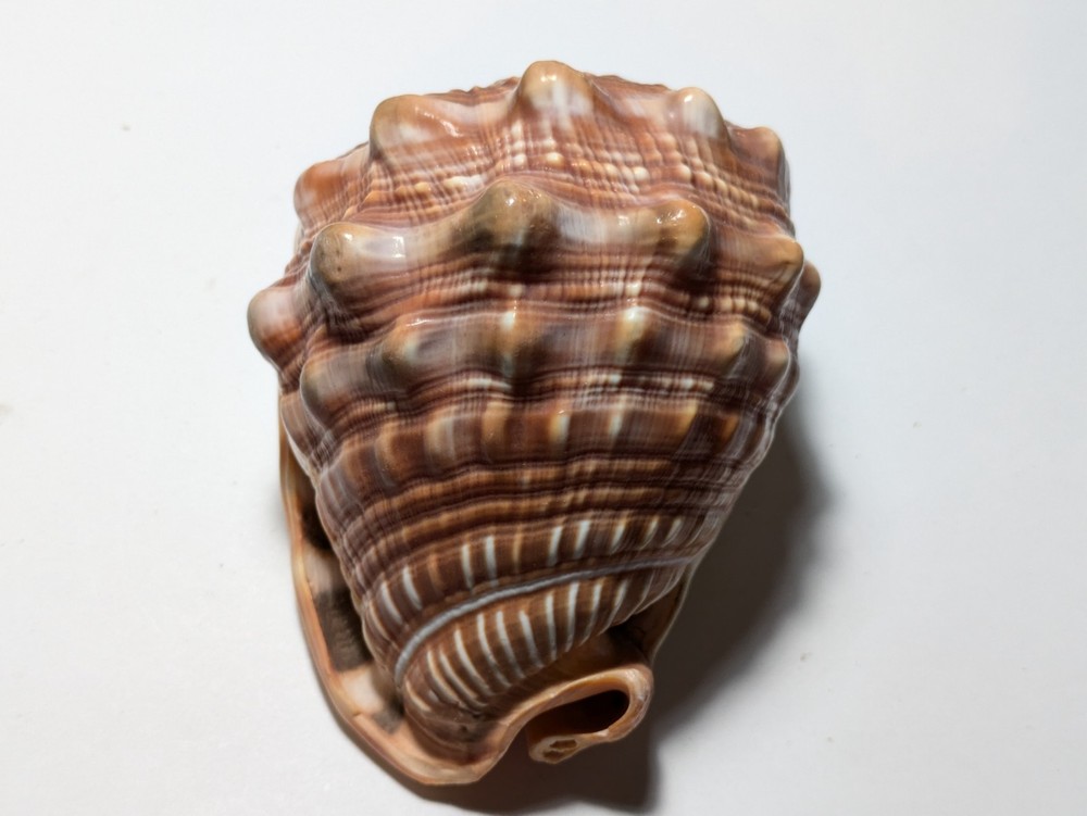 Cassis Glaucum Bonnet Shell