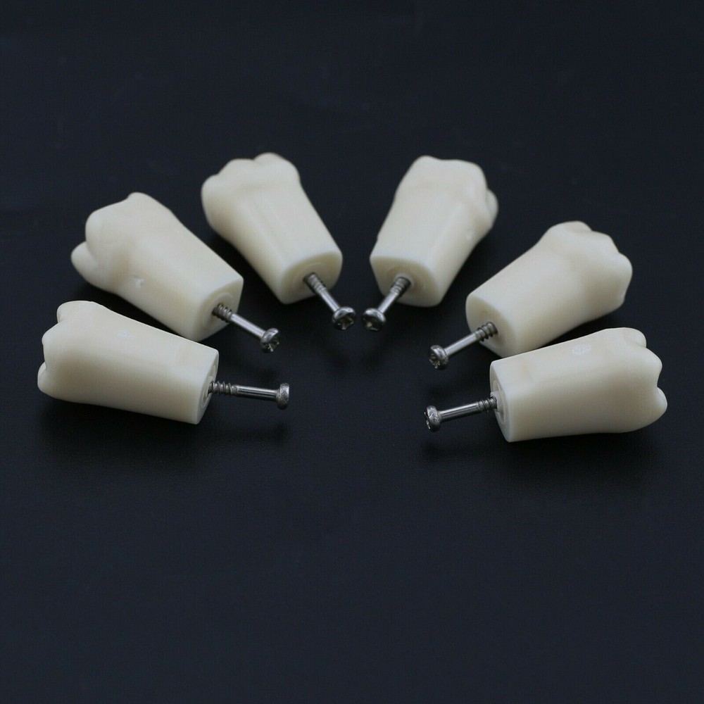 28 Pcs/Bag Dental Teaching Study Model Replacement Screw-in Teeth Tooth Grain