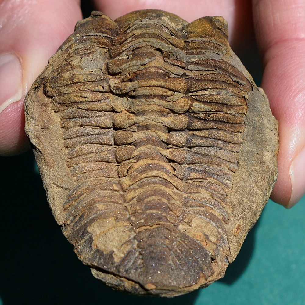 Trilobite, Eldredgeia eocryphaeus: Bolivia devonian trilobite fossil