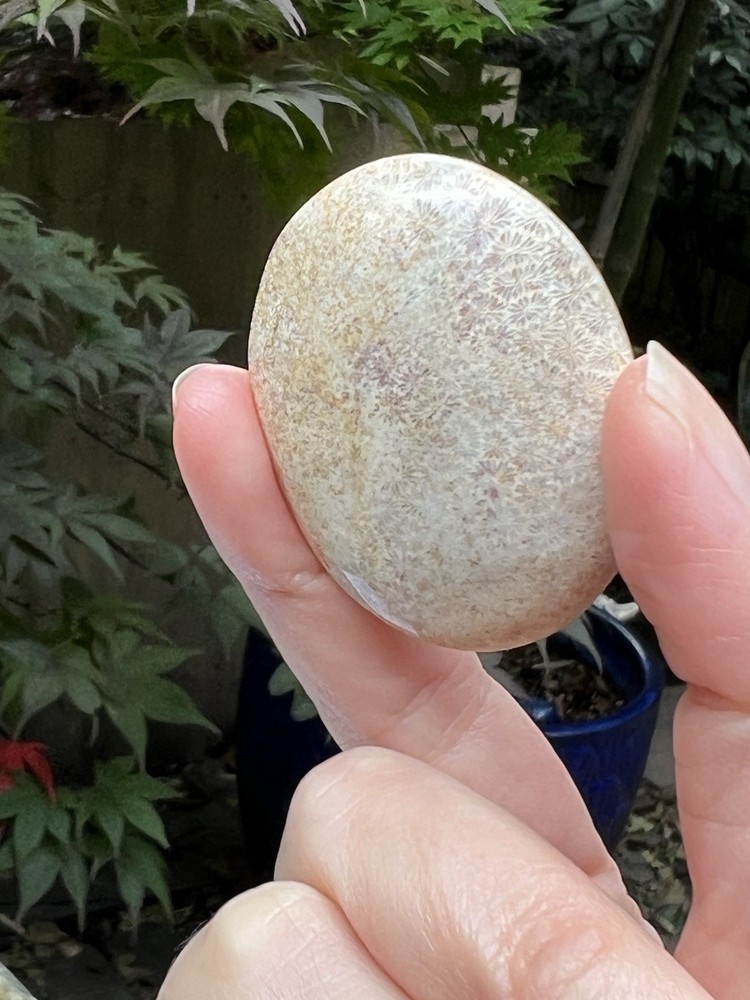 Fossilized Coral Crystal Palmstone AAA+ 31