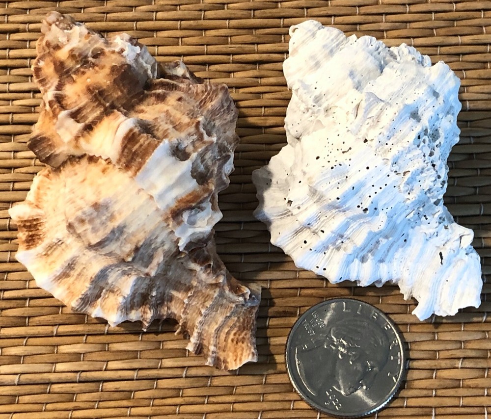 FOSSIL MURICIDAE JOINS CURRENT SEA SHELL - APPLE MUREX