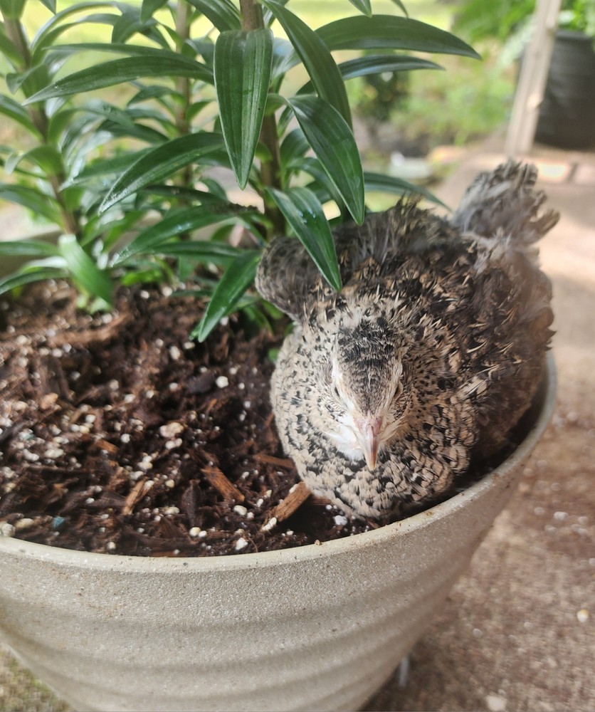 25+ Celadon Coturnix Quail Hatching Eggs