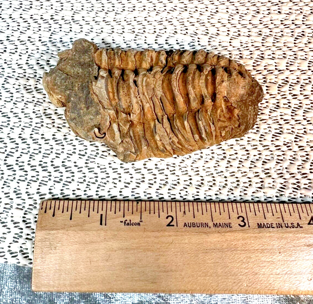 Fossilized Trilobite from Morocco. 82 grams