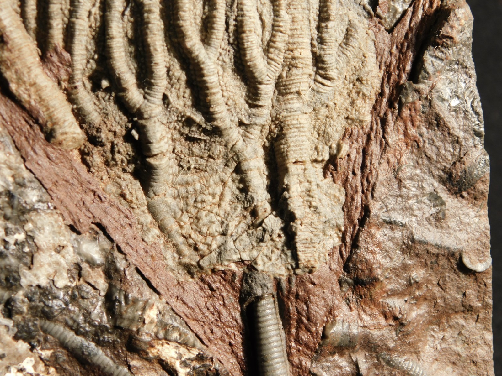 430 Million Year Old! CRINOID Fossil or Sea LILY Fossil Morocco 505gr