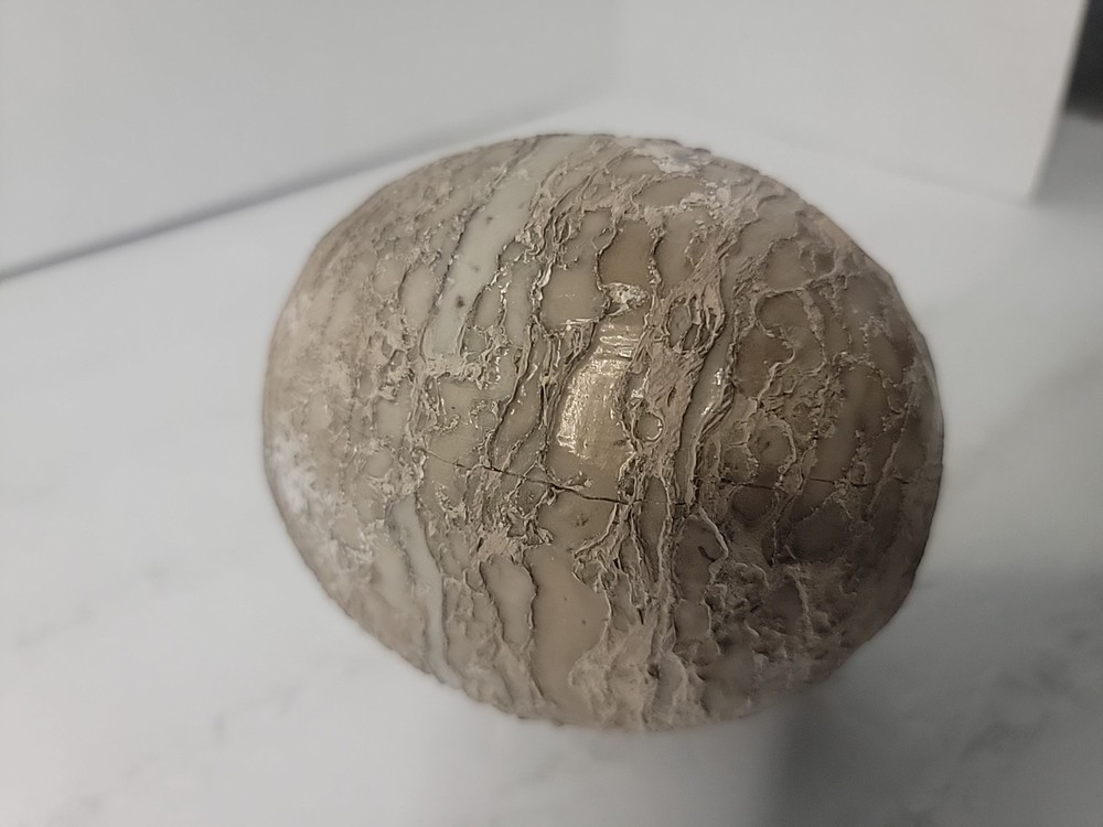 Dinosaur Egg Fossilized Crystallized Fossil QQ